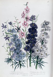 Delphiniums, plade 3 fra 